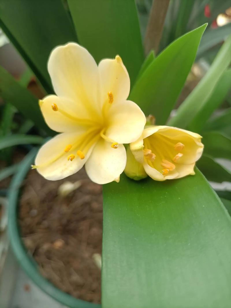黄兰什么时候开花？黄兰花种植？-第5张图片-优品飞百科