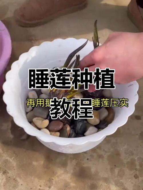 睡莲的种植方法，睡莲的种植方法盆栽