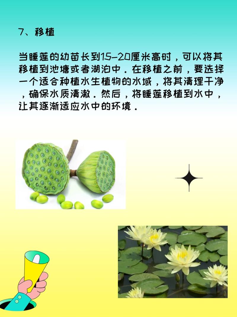 睡莲的种植方法，睡莲的种植方法盆栽-第2张图片-优品飞百科