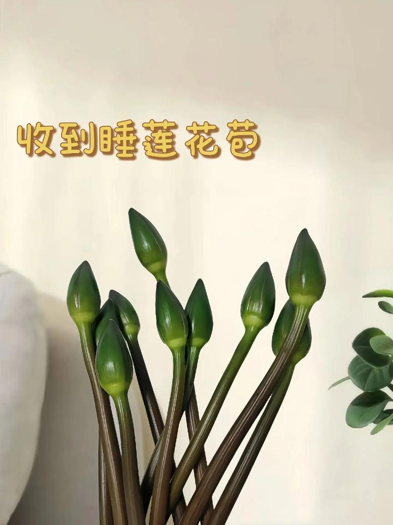 睡莲的种植方法，睡莲的种植方法盆栽-第3张图片-优品飞百科