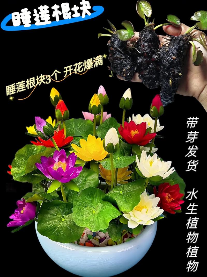 睡莲的种植方法，睡莲的种植方法盆栽-第5张图片-优品飞百科