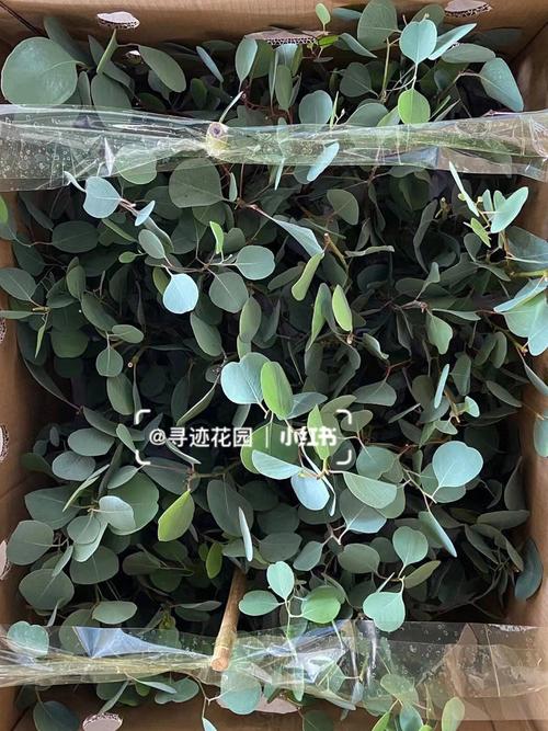 尤加利盆栽怎么养？盆栽尤加利选什么品种好？-第6张图片-优品飞百科