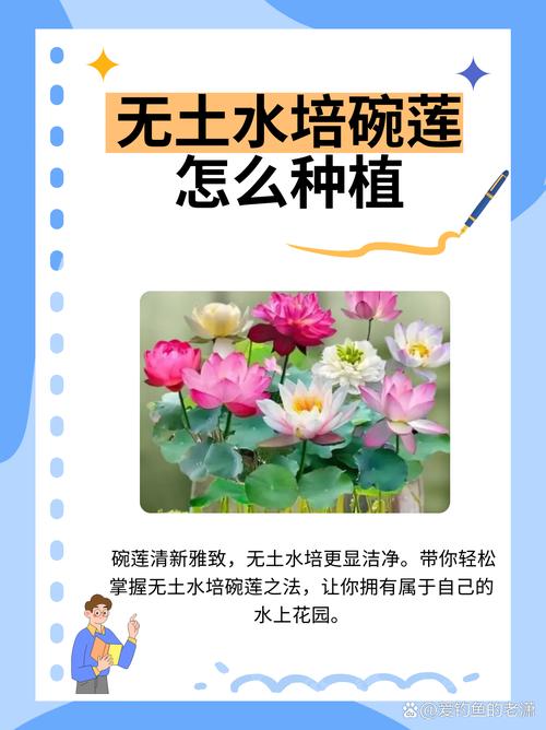 碗莲秋天怎么养，秋季碗莲的种植方法水培？-第2张图片-优品飞百科