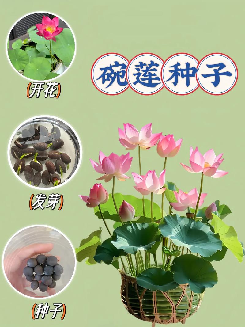 碗莲秋天怎么养，秋季碗莲的种植方法水培？