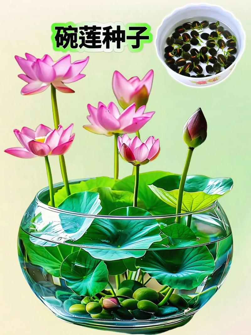 碗莲秋天怎么养，秋季碗莲的种植方法水培？-第3张图片-优品飞百科