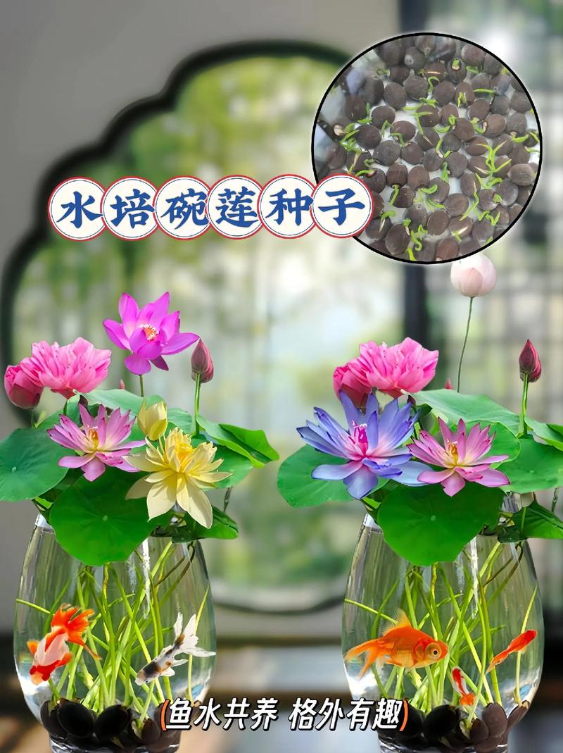 碗莲秋天怎么养，秋季碗莲的种植方法水培？-第4张图片-优品飞百科