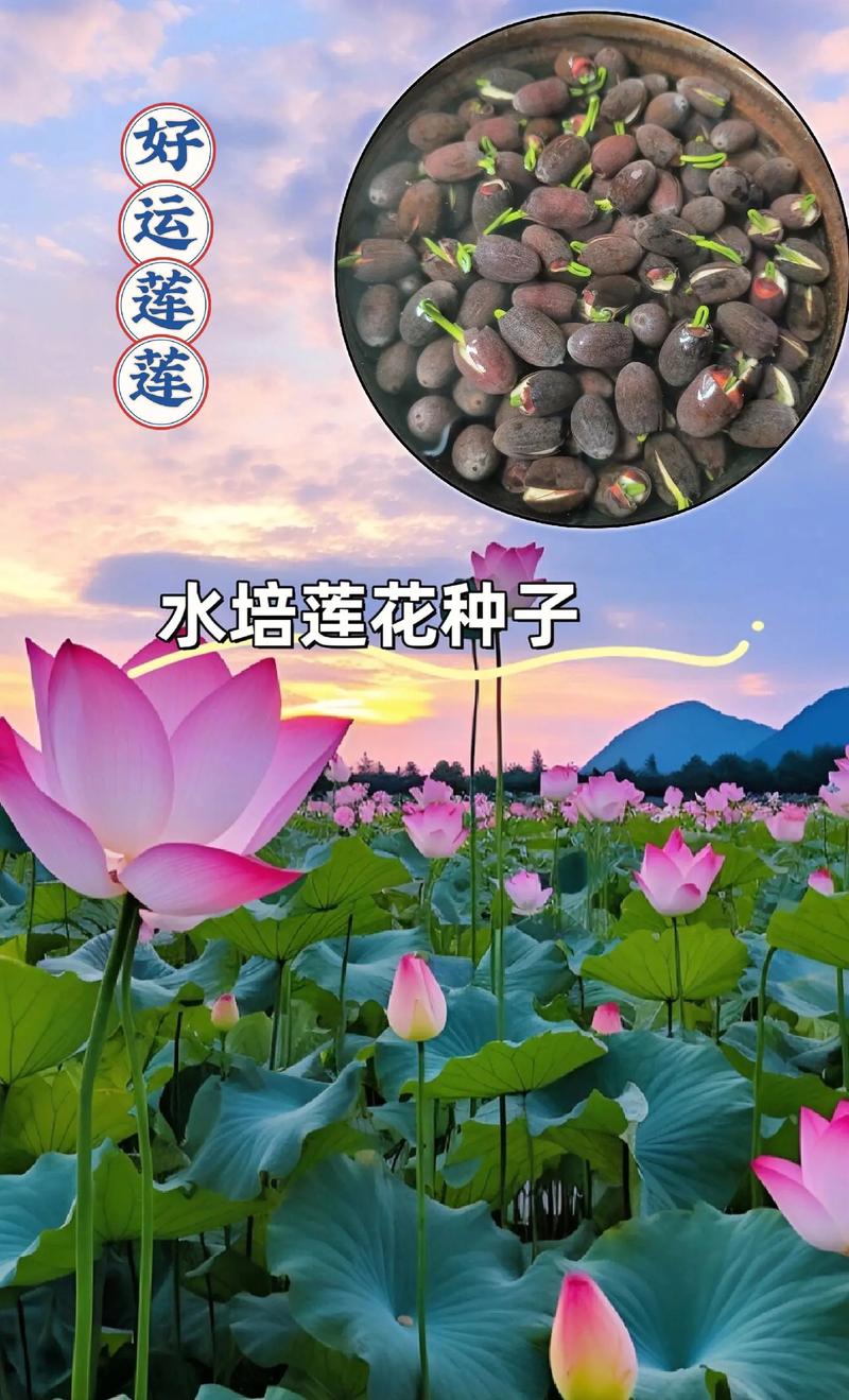 碗莲秋天怎么养，秋季碗莲的种植方法水培？-第5张图片-优品飞百科