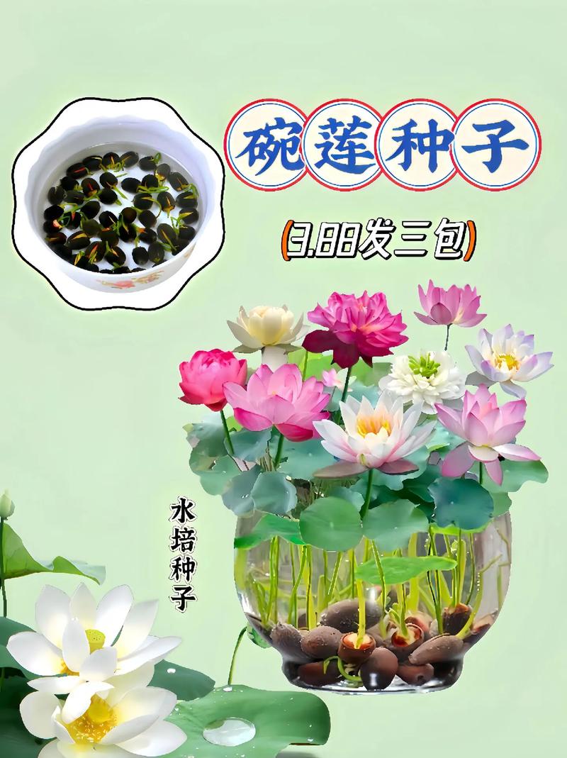 碗莲秋天怎么养，秋季碗莲的种植方法水培？-第6张图片-优品飞百科