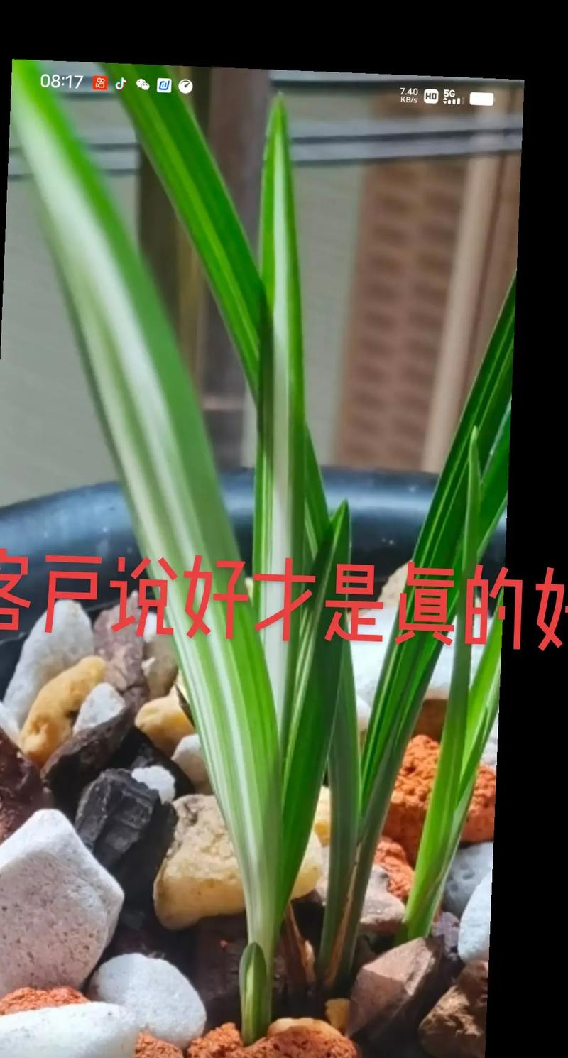 春兰夏天怎么养，春兰夏季怎么浇水？-第2张图片-优品飞百科