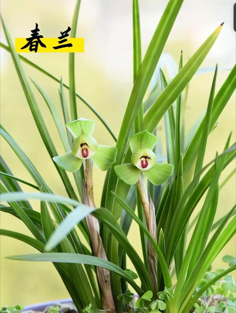 春兰夏天怎么养，春兰夏季怎么浇水？-第5张图片-优品飞百科