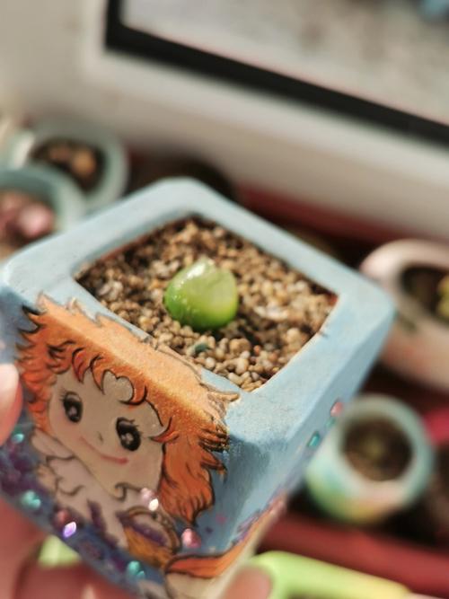 多肉灯泡怎么养？多肉灯泡的种植方法？