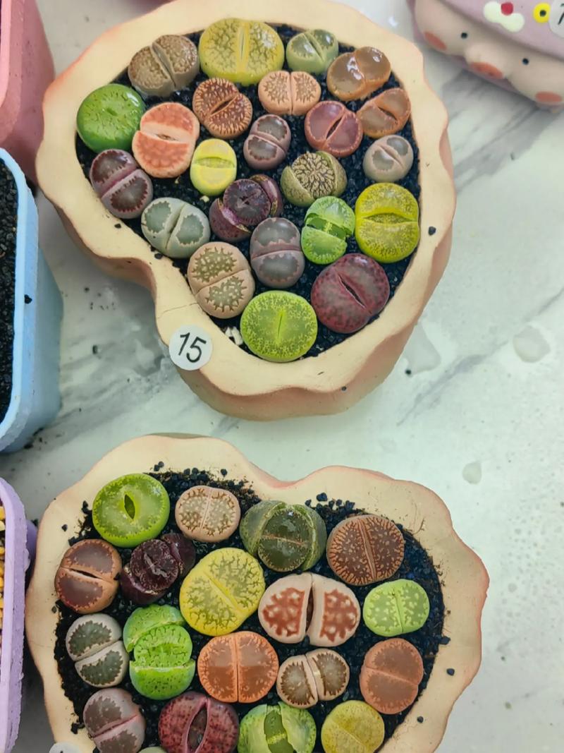 多肉灯泡怎么养？多肉灯泡的种植方法？-第2张图片-优品飞百科