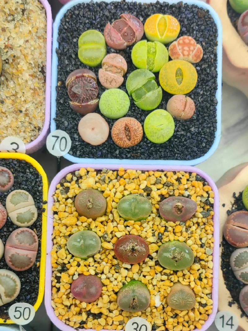 多肉灯泡怎么养？多肉灯泡的种植方法？-第4张图片-优品飞百科