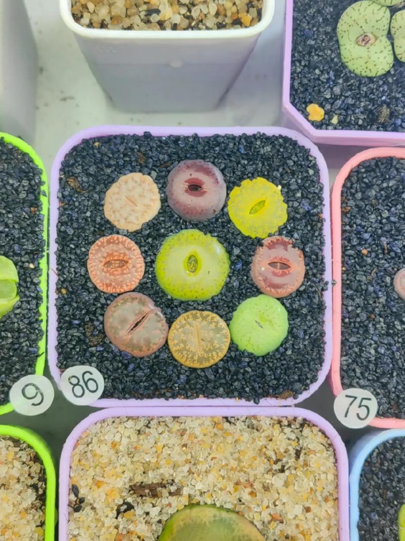 多肉灯泡怎么养？多肉灯泡的种植方法？-第5张图片-优品飞百科