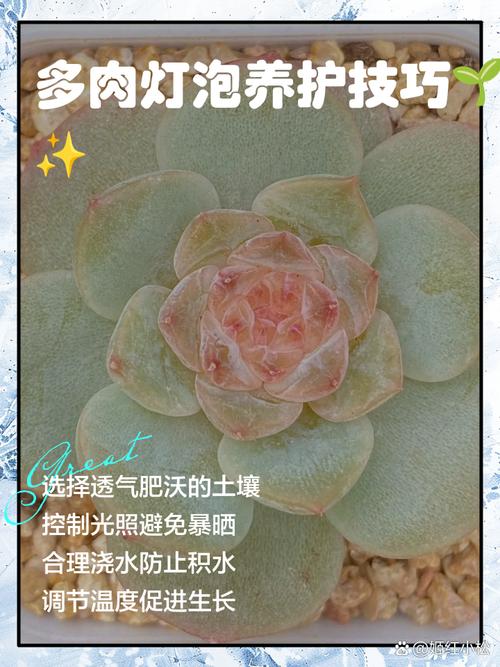 多肉灯泡怎么养？多肉灯泡的种植方法？-第6张图片-优品飞百科
