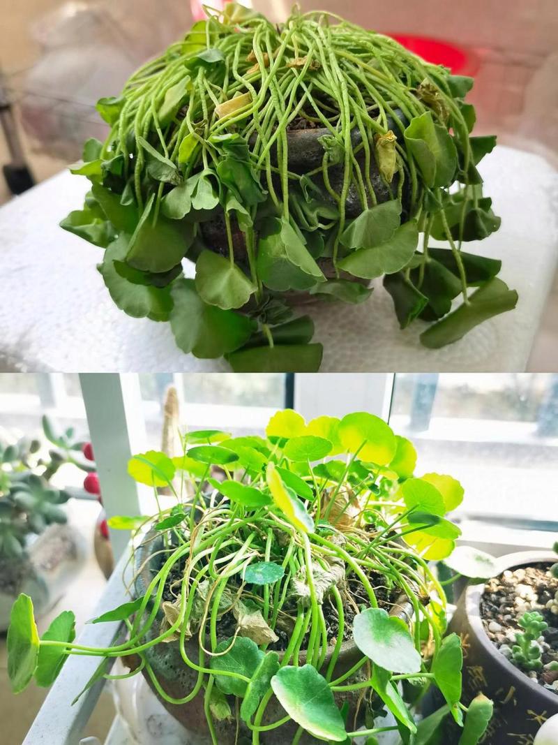 铜钱草几天能长出叶子，铜钱草大概要几天才能发芽