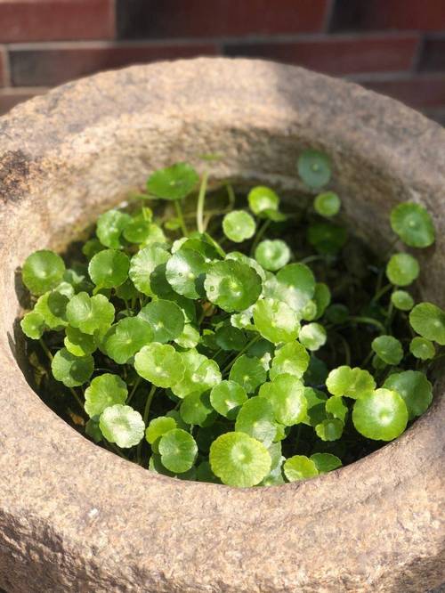 铜钱草几天能长出叶子，铜钱草大概要几天才能发芽-第3张图片-优品飞百科