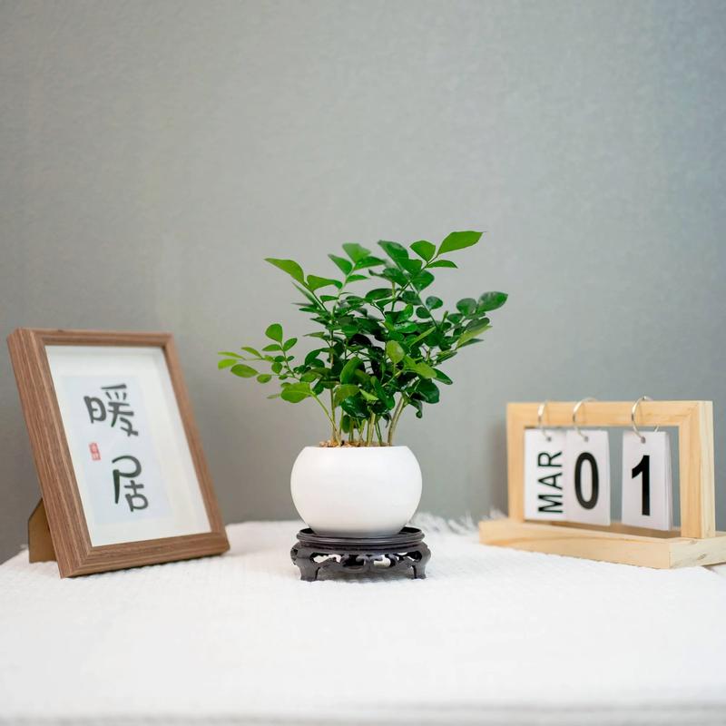 新买的七里香怎么养，七里香不长新芽？
