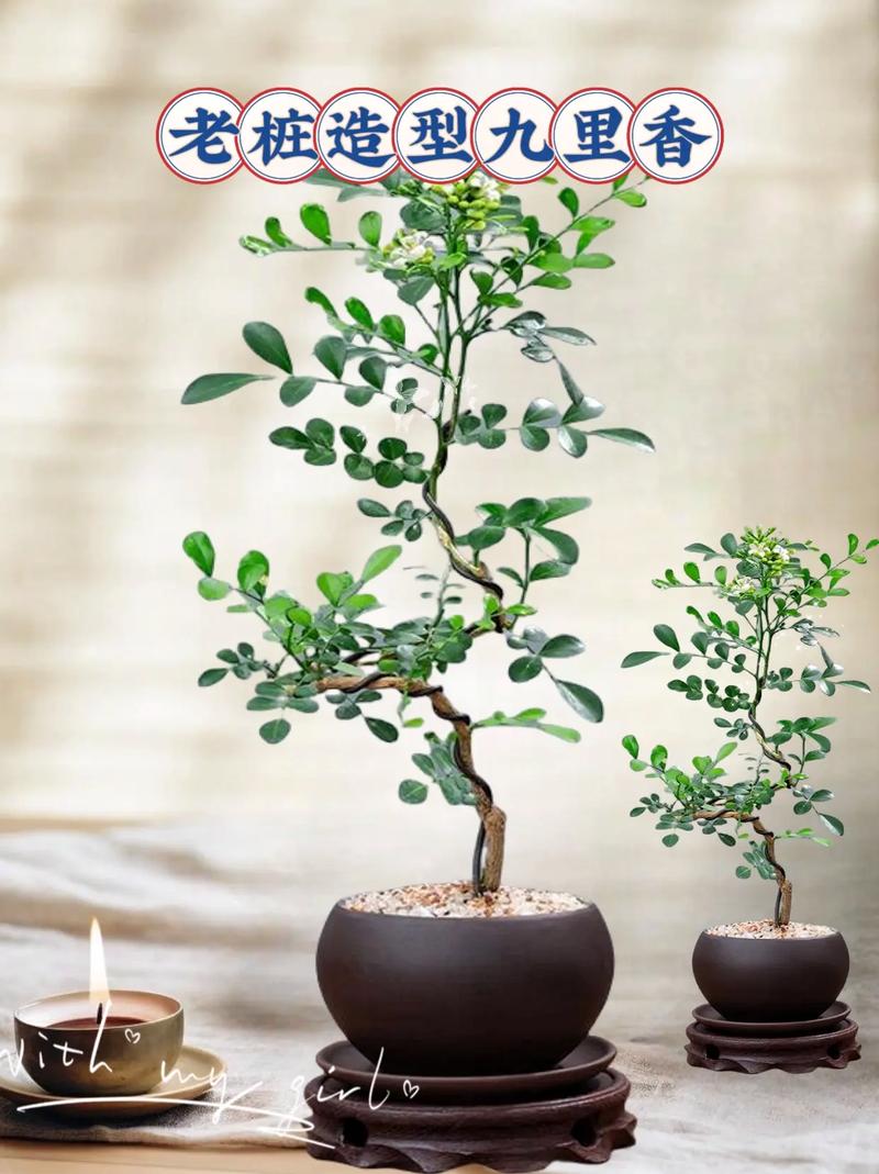 新买的七里香怎么养，七里香不长新芽？-第2张图片-优品飞百科