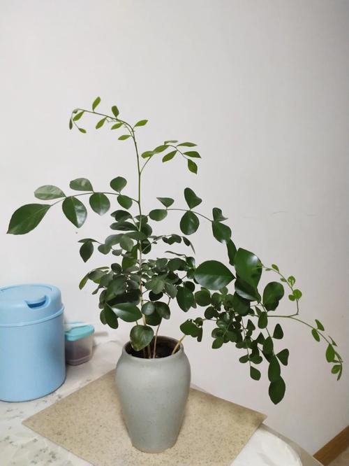 新买的七里香怎么养，七里香不长新芽？-第5张图片-优品飞百科
