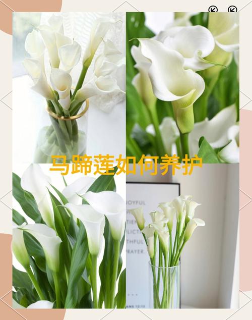 马蹄莲怎么修剪，马蹄莲徒长如何修剪-第3张图片-优品飞百科