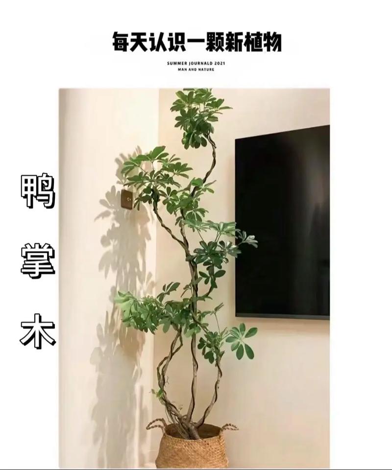这种“鸭掌木”？鸭掌木叫啥？-第2张图片-优品飞百科