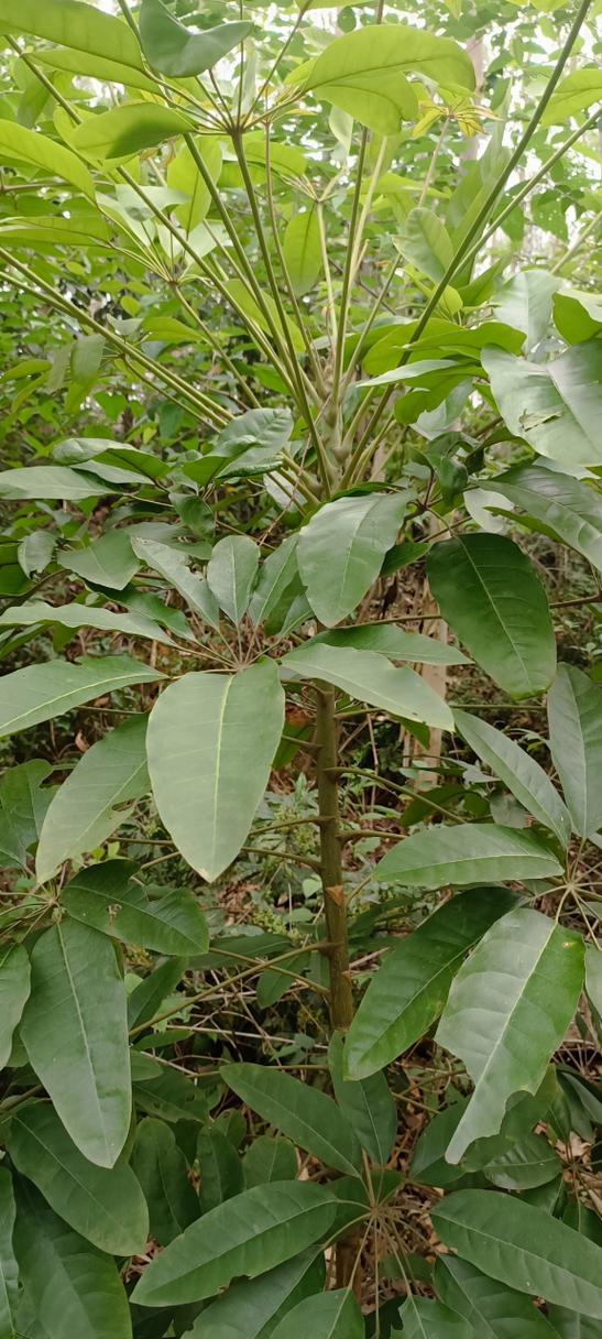 这种“鸭掌木”？鸭掌木叫啥？-第3张图片-优品飞百科