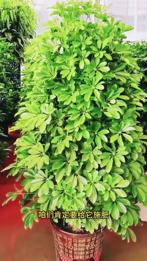 这种“鸭掌木”？鸭掌木叫啥？-第4张图片-优品飞百科