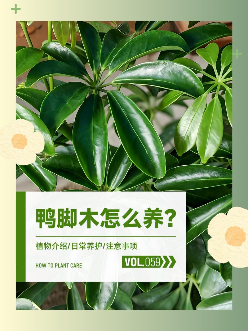 这种“鸭掌木”？鸭掌木叫啥？-第5张图片-优品飞百科