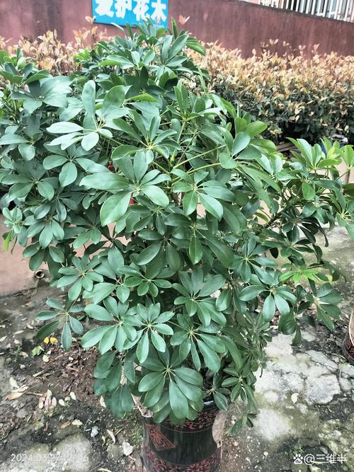 这种“鸭掌木”？鸭掌木叫啥？-第6张图片-优品飞百科