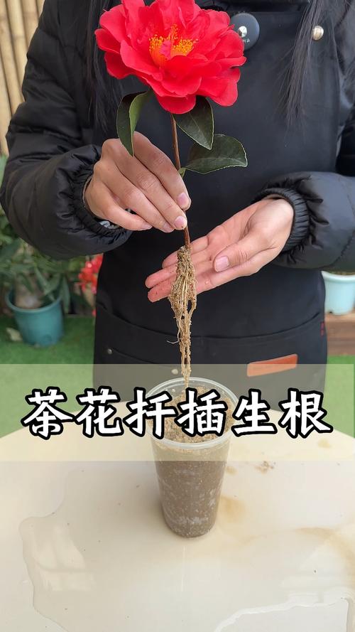 茶花繁殖方法，茶花繁殖方法有哪些