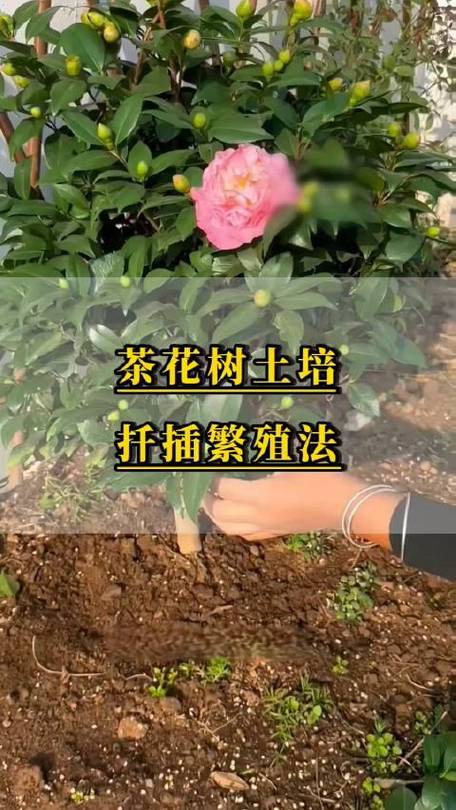 茶花繁殖方法，茶花繁殖方法有哪些-第2张图片-优品飞百科