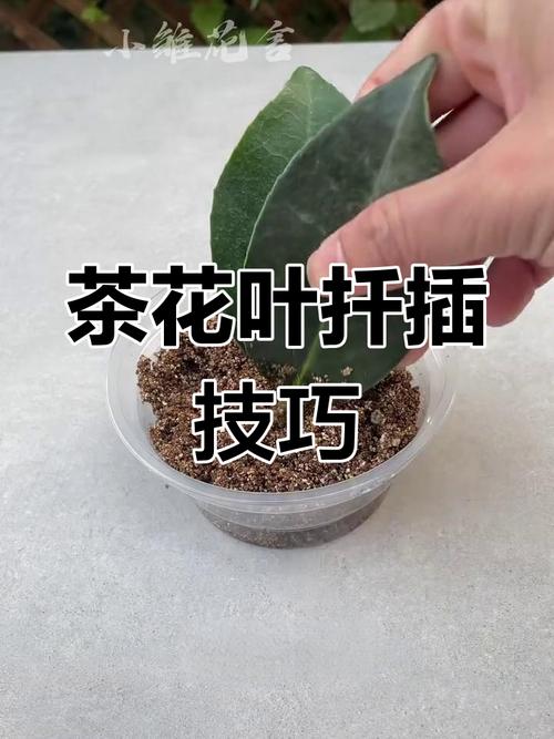 茶花繁殖方法，茶花繁殖方法有哪些-第3张图片-优品飞百科
