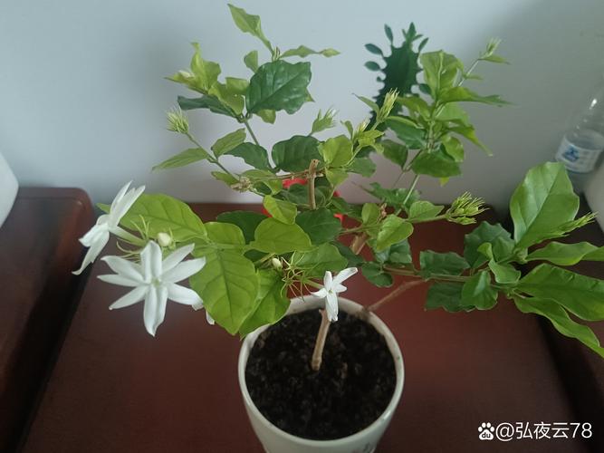 茶花繁殖方法，茶花繁殖方法有哪些-第4张图片-优品飞百科