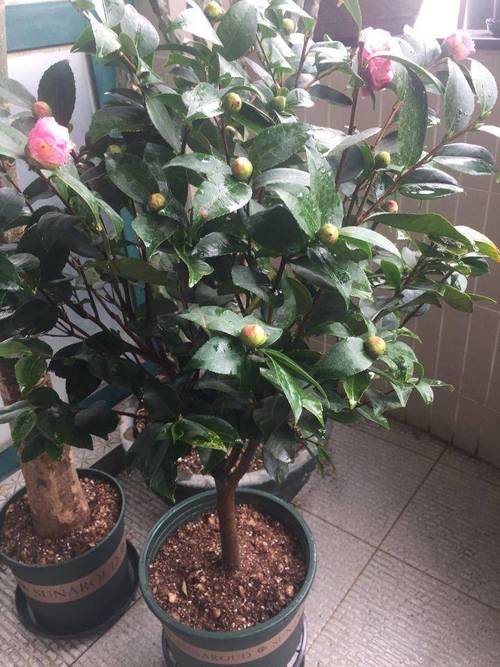 盆栽山茶花怎么修剪？盆载山茶花？