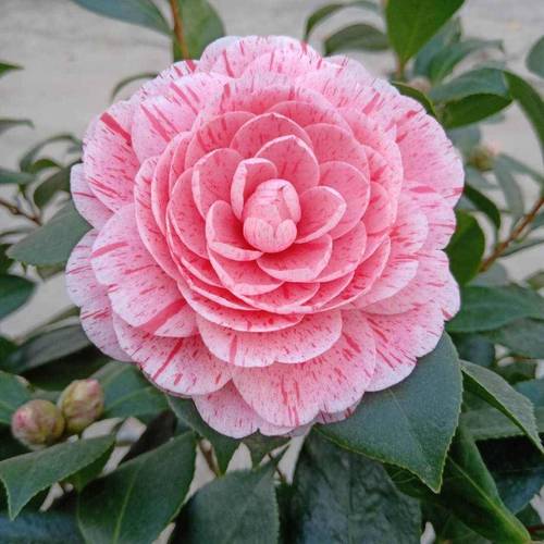 盆栽山茶花怎么修剪？盆载山茶花？-第2张图片-优品飞百科