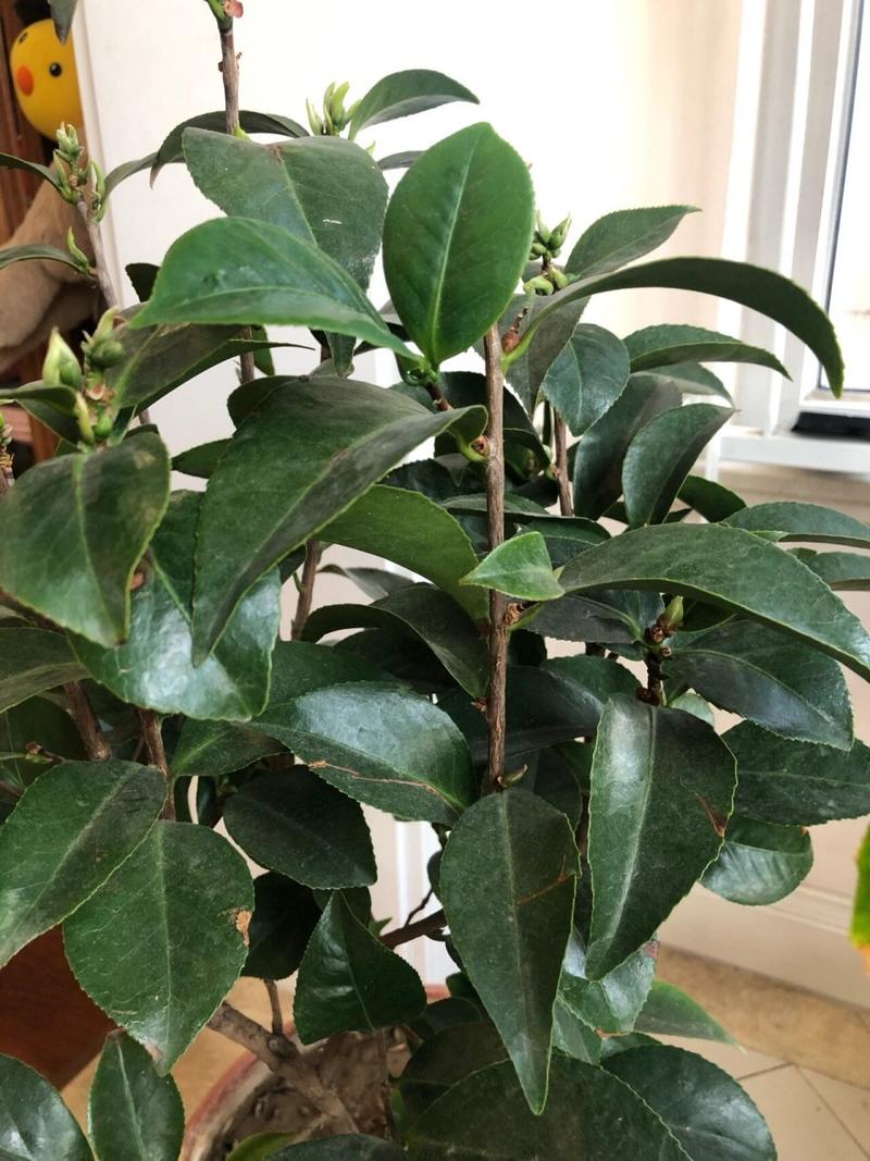 盆栽山茶花怎么修剪？盆载山茶花？-第3张图片-优品飞百科