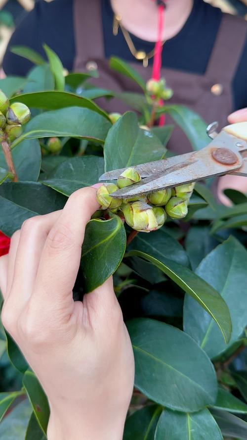 盆栽山茶花怎么修剪？盆载山茶花？-第4张图片-优品飞百科