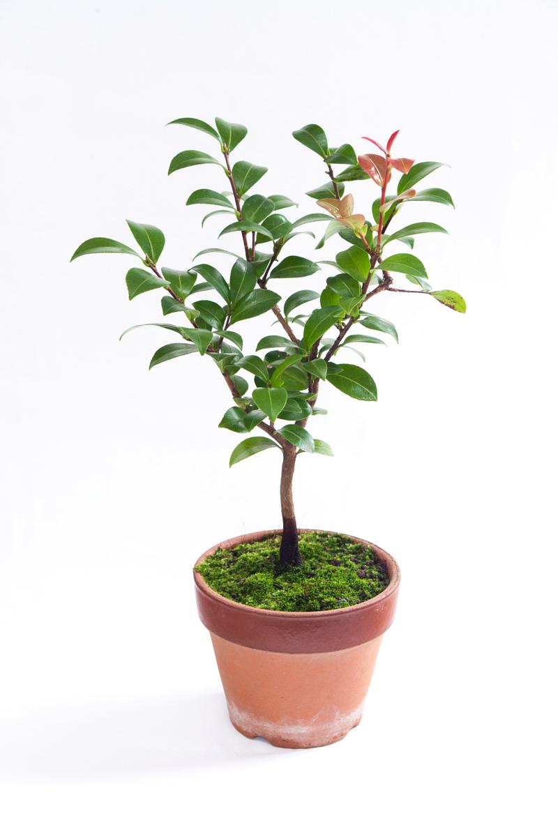 盆栽山茶花怎么修剪？盆载山茶花？-第5张图片-优品飞百科