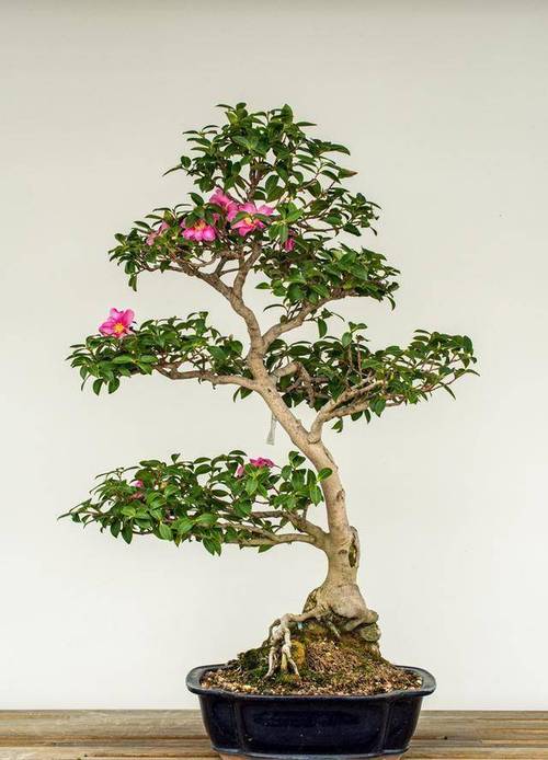 盆栽山茶花怎么修剪？盆载山茶花？-第6张图片-优品飞百科