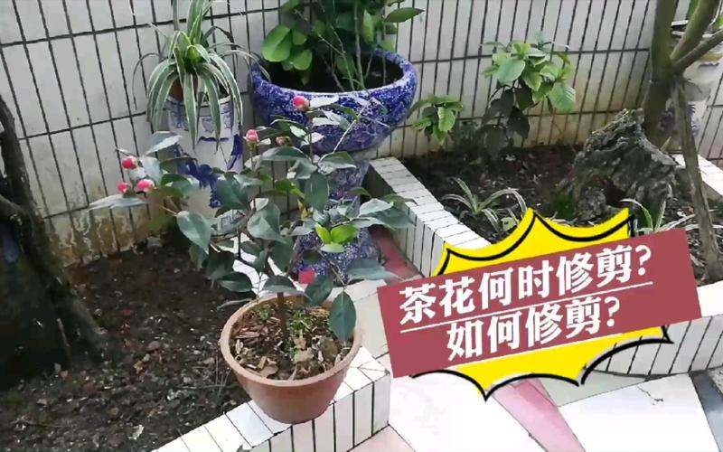 盆栽山茶花怎么修剪？盆载山茶花？-第7张图片-优品飞百科