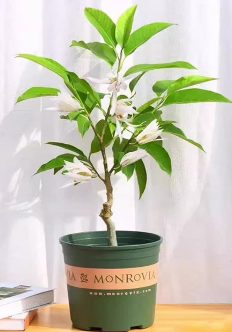 白玉兰花怎么养，白玉兰花怎么养爱开花