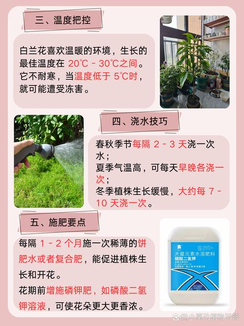 白玉兰花怎么养，白玉兰花怎么养爱开花-第2张图片-优品飞百科