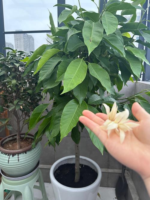 白玉兰花怎么养，白玉兰花怎么养爱开花-第3张图片-优品飞百科