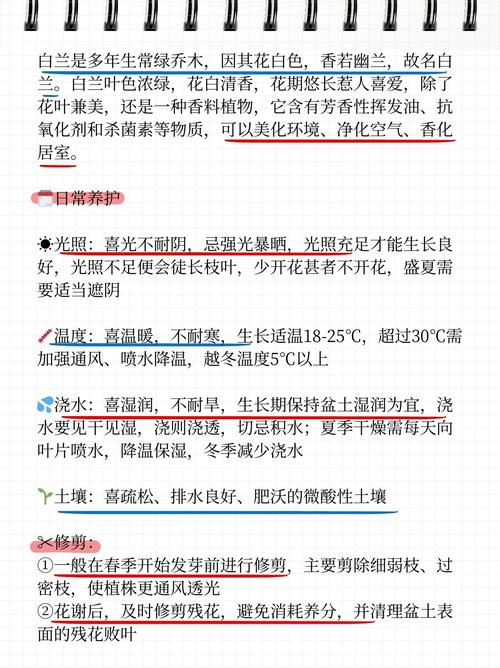 白玉兰花怎么养，白玉兰花怎么养爱开花-第4张图片-优品飞百科