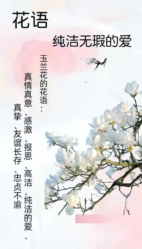 白玉兰花怎么养，白玉兰花怎么养爱开花-第5张图片-优品飞百科