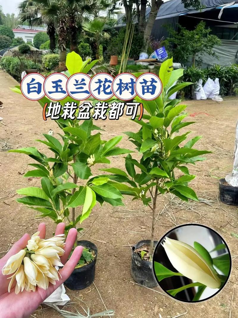 白玉兰花怎么养，白玉兰花怎么养爱开花-第7张图片-优品飞百科