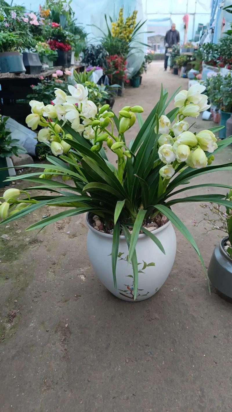 白玉兰花怎么养，白玉兰花怎么养爱开花-第8张图片-优品飞百科