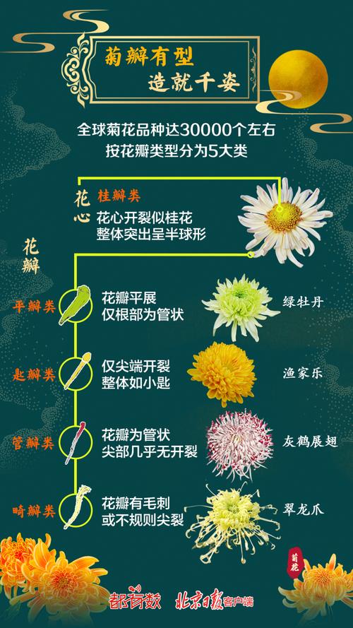 怎么养护菊花？怎么养护菊花盆栽？
