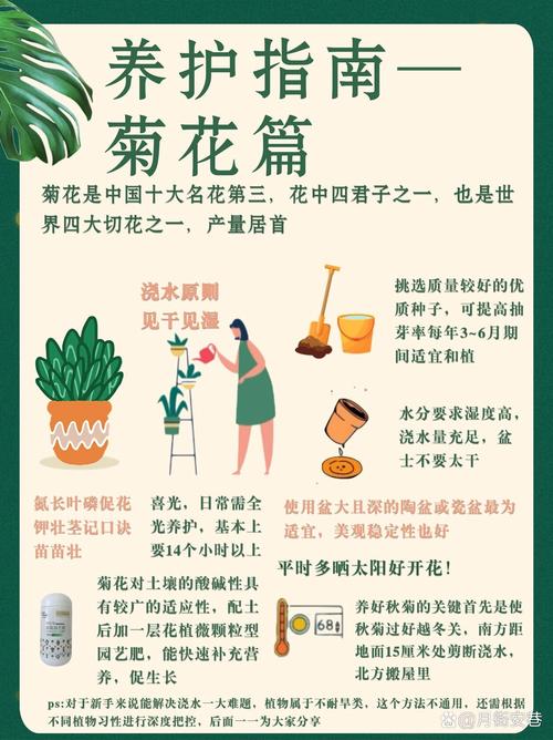 怎么养护菊花?怎么养护菊花盆栽?-第3张图片-优品飞百科 怎么养护菊花?怎么养护菊花盆栽?-第3张图片-优品飞百科